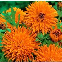 Ringelblume Radio Essbare Orangenblüten 2G/100 Samen - Calendula Officinalis Gmo Free von EuroGardenStore