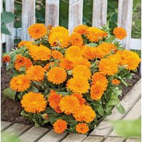 Ringelblume Zwerg - Orange Gem Blumen 1G/50 Samen Calendula Officinalis Gmo Free von EuroGardenStore