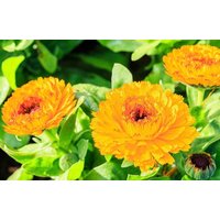 Ringelblume Zwergblumen Mischung 3G/150 Samen Calendula Officinalis Gmo Free von EuroGardenStore