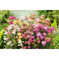 Schafgarbe Blütenmischung 0, 2G/500 Samen - Achillea Millefolium Gmo Free von EuroGardenStore