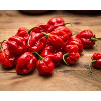 Scharfe Paprika/Habanero Red Pepper 0, 2G 30 Samen - Capsicum Chinense Gmo Free von EuroGardenStore