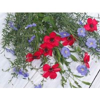 Scharlachrote Leinblüten Mischung 1G/100 Samen - Linum Grandiflorum Gmo Free von EuroGardenStore