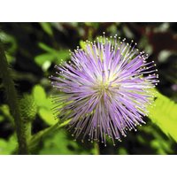 Sensitive Plant Humble 0, 2G/30 Samen - Mimosa Pudica Gmo Frei von EuroGardenStore