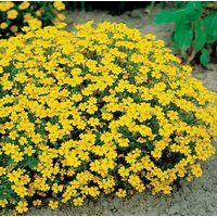 Signet Ringelblume Lulu Flowers 0, 5G/100 Samen - Tagetes Tenuifolia Gmo Free von EuroGardenStore