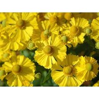 Sneezeweed Goldgelbe Blumen 0.5G/200 Samen - Helenium Hoopesii Gmo Free von EuroGardenStore