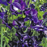 Süße Erbse Royal Navy Blau Duftende Blumen 1G/20 Samen - Lathyrus Odoratus Gmo Frei von EuroGardenStore