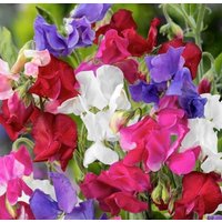 Süße Erbsen Duftende Blumen Mischung 3G/20 Samen - Lathyrus Odoratus Gmo Frei von EuroGardenStore