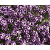 Sweet Alyssum Alison Flieder-Lila Blumen 0, 5G/500 Samen - Lobularia Maritima Gmo Free von EuroGardenStore