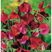 Sweet Pea Kenneth Duftende Kletterblumen 3G/30 Samen - Lathyrus Odoratus Gmo Frei von EuroGardenStore