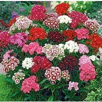 Sweet William Bunch Pink Flowers Blend 1G/150 Samen - Dianthus Barbatus Gmo Free von EuroGardenStore