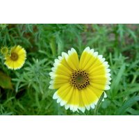 Tidy Tips Blumen 0, 2G/100 Samen - Layia Platyglossa Gmo Free von EuroGardenStore