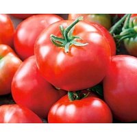 Tomate/Dafne F1 0, 2G - 40 Samen Lycopersicon Esculentum Gmo Frei von EuroGardenStore