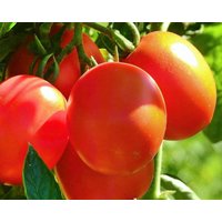 Tomate/Sheikh 0, 5G 60 Samen - Lycopersicon Esculentum Gmo Frei von EuroGardenStore