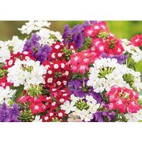 Verbena Cascade Flowers Mischung 0, 3 G/70 Samen - Hybrida Pendula Gmo Free von EuroGardenStore