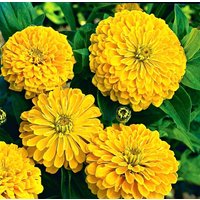 Zinnia Gelbe Blumen 1G/50 Samen - Elegans Gmo Free von EuroGardenStore
