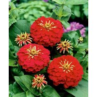 Zinnia Zwerg Rote Blumen 1G/50 Samen - Elegans Gmo Free von EuroGardenStore