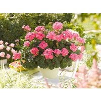 Zonal Geranium Gama F1 Pelargonium Pink Flowers 10 Samen - Hortorum Gmo Free von EuroGardenStore