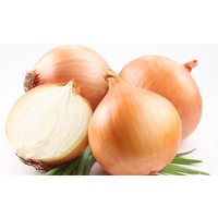 Zwiebel Wolska 5G/1000 Samen - Allium Cepa Gmo Free von EuroGardenStore