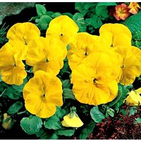stiefmütterchen Gelbe Blumen 0, 2G/50 Samen - Viola Wittrockiana Gmo Free von EuroGardenStore
