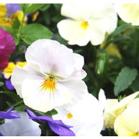 stiefmütterchen Weiße Blumen 0, 2G/50 Samen - Viola Wittrockiana Gmo Free von EuroGardenStore