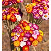 strohblume Ewig Papier Daisy Tom Thumb Blumen Mischung 0, 5G/200 Samen - Helichrysum Bracteatum Gmo Free von EuroGardenStore