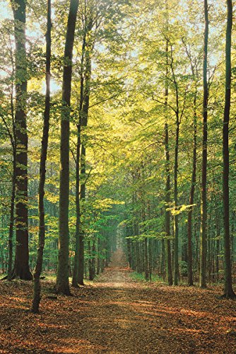 EuroGraphics Forest Path Poster, Papier, 36 x 24 inch von EuroGraphics