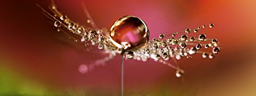 Eurographics DG-DC6017 Beautiful Dew Drops in Red 30x80 DecoGlass, Glas, Rot, 80, 00 x 80, 00 cm von EuroGraphics