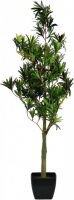 EUROPALMS Steineibe, 90cm von Europalms