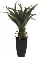 EUROPALMS Agave im Topf, 75cm von Europalms