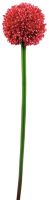 EUROPALMS Alliumzweig, rot, 55cm von Europalms