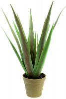 EUROPALMS Aloe-Vera Pflanze, 60cm von Europalms