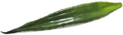 EUROPALMS Aloeblatt (EVA), grün, 60cm von Europalms