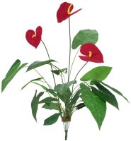 EUROPALMS Anthurium, 70cm von Europalms