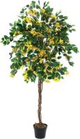 EUROPALMS Bougainvillea, gelb, 180cm von Europalms