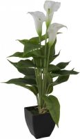 EUROPALMS Calla mini, weiß, 43cm von Europalms