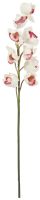 EUROPALMS Cymbidiumzweig, weiß-pink, 90cm von Europalms