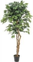 EUROPALMS Ficus-Benjamini Multi-Stamm, 150cm von Europalms