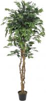 EUROPALMS Ficus-Benjamini Multi-Stamm, 180cm von Europalms