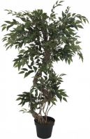 EUROPALMS Ficus Multi Spiralstamm, 130cm von Europalms