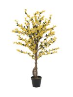 EUROPALMS Forsythienbaum mit 4 Stämmen, gelb, 120 cm von Europalms