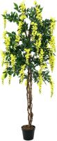 EUROPALMS Goldregenbaum, gelb, 150cm von Europalms