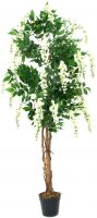 EUROPALMS Goldregenbaum, weiß, 180cm von Europalms