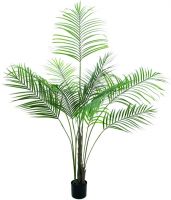 EUROPALMS Großblatt-Areca, 185cm von Europalms