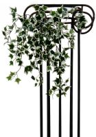 EUROPALMS Holland-Efeubuschranke Classic, 60cm von Europalms