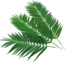 EUROPALMS Kokos-Palmwedel 110cm 12x von Europalms