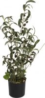 EUROPALMS Olivenbäumchen, Kunstpflanze, 68 cm von Europalms