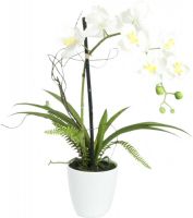 EUROPALMS Orchideen-Arrangement 1 von Europalms