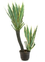 EUROPALMS Orchideen-Kaktus, 160cm von Europalms