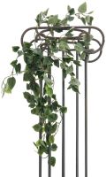 EUROPALMS Philodendronbusch Classic, 60cm von Europalms