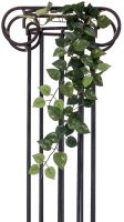 EUROPALMS Pothosbuschranke Classic, 70cm von Europalms